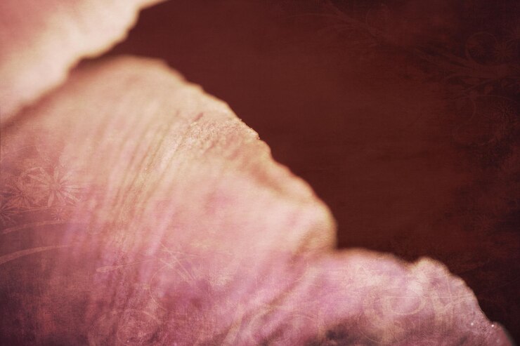 Photo petals of al pink tulip flower with a big closeup