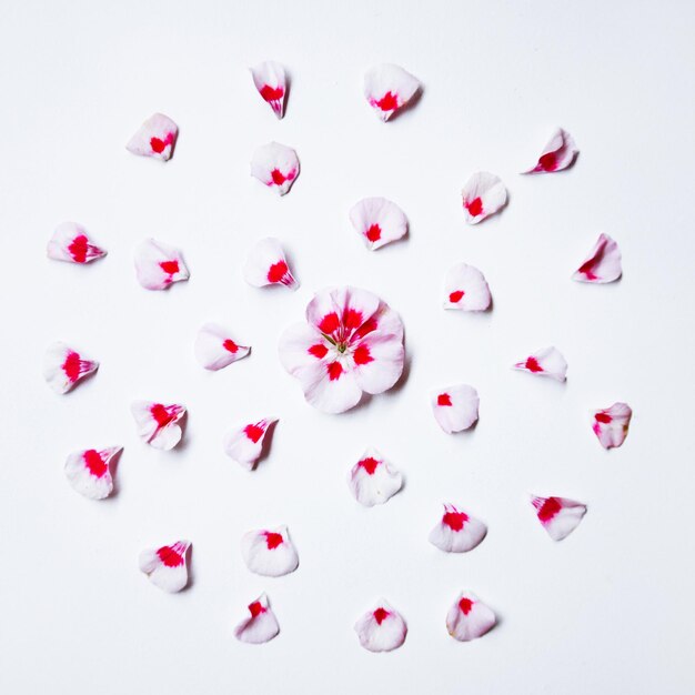 Photo petals arranged on white background