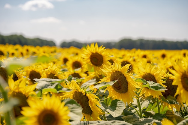 Petals of a beautiful sunflower on the blue sky in the field