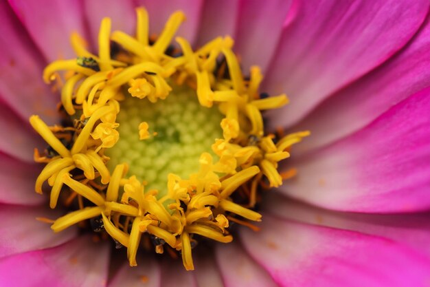 Petals in Focus CloseUp Macro Photography of Flower Pattern