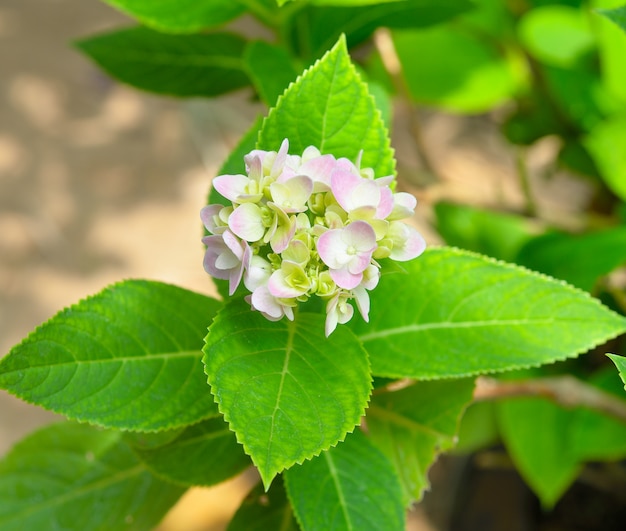 Petals of Hydrangea flowers