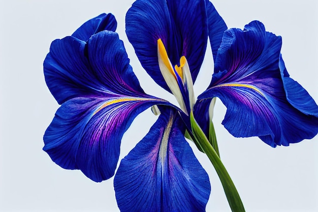 写真 マクロの茎に濃い紫色のアイリスの花の花びら