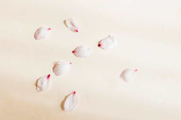 Photo petals pattern on pastel yellow background