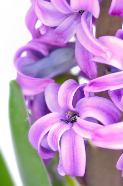 Petals of pink hyacinth 