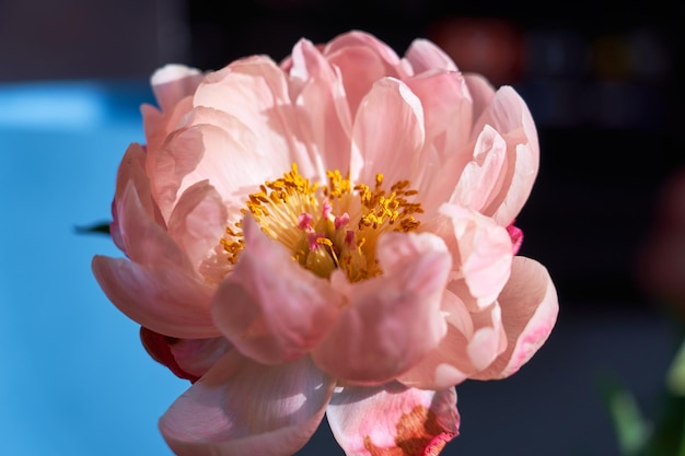 Petals of pink peonies close to a blurred background