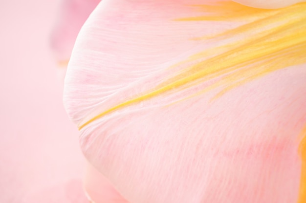 Petals of a pink tulip d. Macro photo. The concept of a holiday, celebration, women's day, spring. 