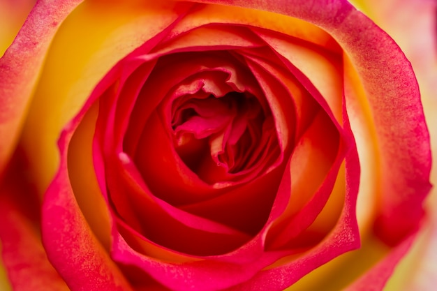 Petals of rose