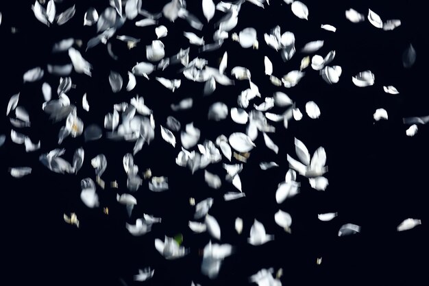 petals of a white apple tree on a black background fall