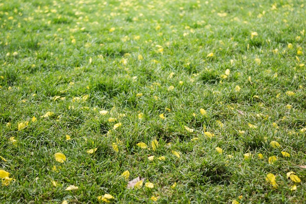 Petals yellow flower on green grass in summer