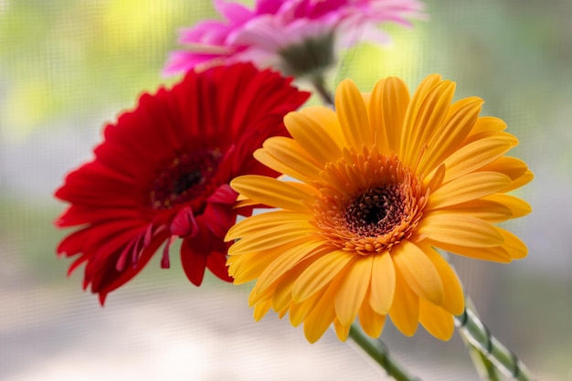 Petals of a yellow gerbera flower against the background of other flowers