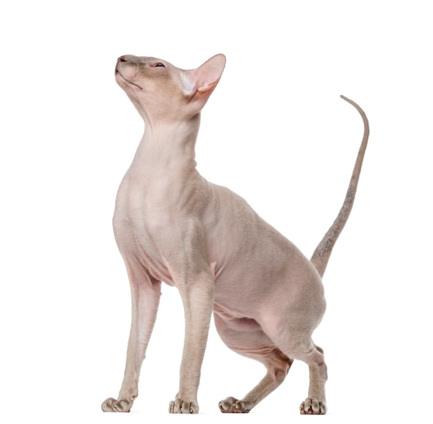 Peterbald 흰색 절연