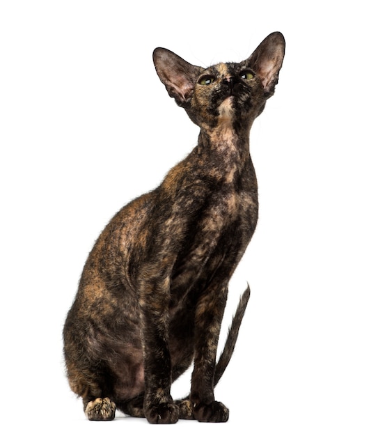 Peterbald 고양이 앉아서 올려