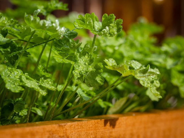 Peterselie groeit in de tuin. Het wordt buiten in de tuin gekweekt.