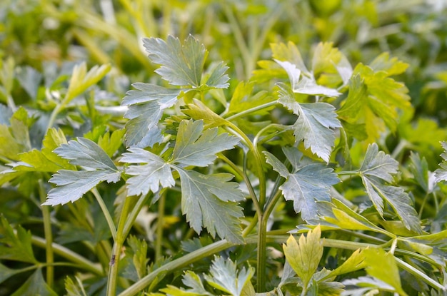 Peterselie in een tuin