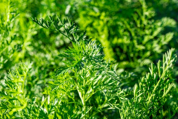 Peterselie kweken in de tuin natuurlijke peterselie kweken in natuurlijke omstandigheden zonder chemicaliën