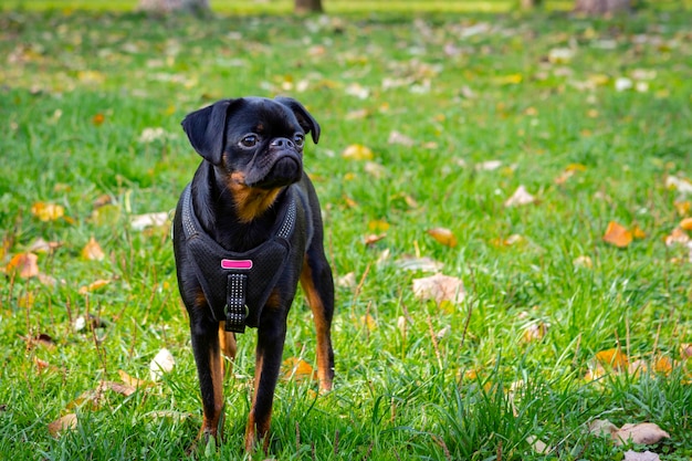 Petit Brabancon dog playing in the meadow....