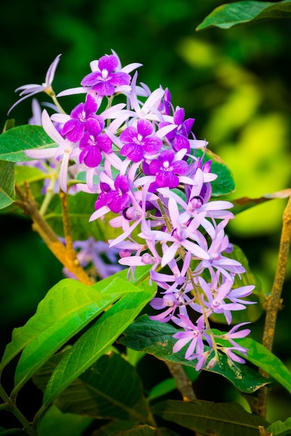 写真 petrea volubilis、美しい健康的な熱帯紫ツタの花、庭の紫色の花びら。