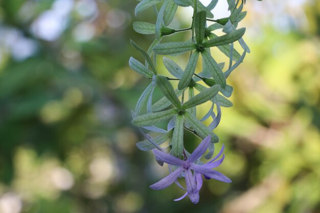 Petrea-volubilis bloeit purpere en groene kleur die in het tuin mooie bloemblaadje bloeien