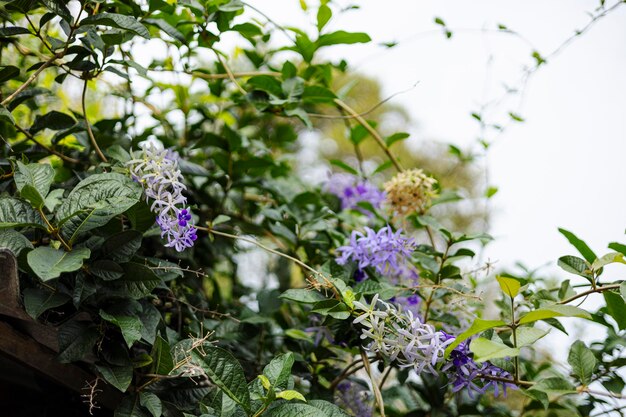 Petrea Volubilis in de natuur