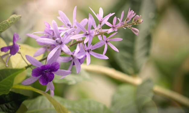 Petrea volubilis는 정원의 아름다운 꽃입니다.