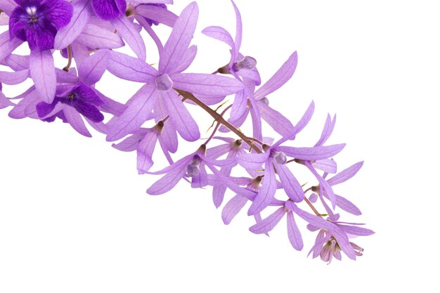 Petrea Volubilis L geïsoleerd op witte achtergrond