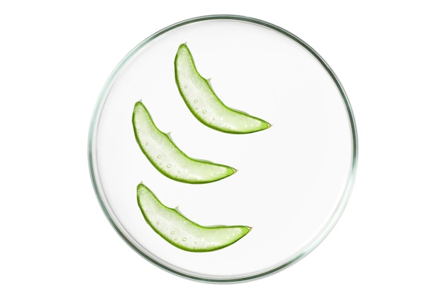 Photo petri dish isolated on empty background aloe vera slices in a petri dish