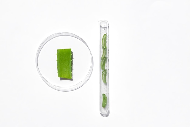 Una capsula di petri su sfondo bianco con campioni di un prodotto per la cura della pelle foglia di aloe vera cosmetici naturali per la cura della pelle