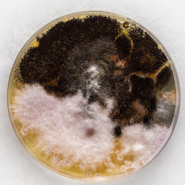 Petri dish with air pollutants derived from mold and bacteria
