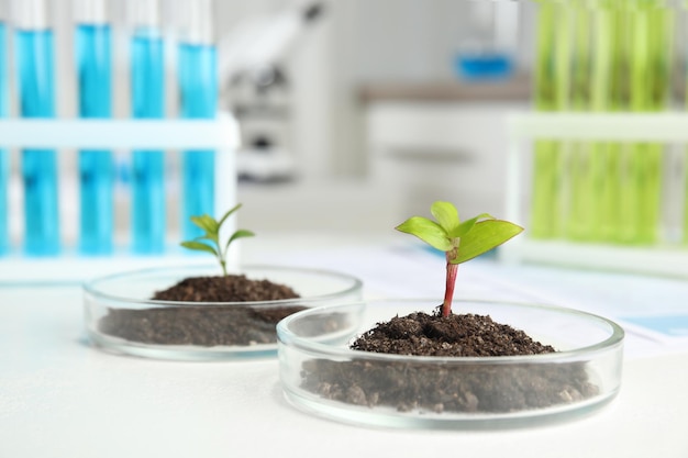 テキスト用の白いテーブルスペースに土と発芽植物を入れたペトリ皿生物化学