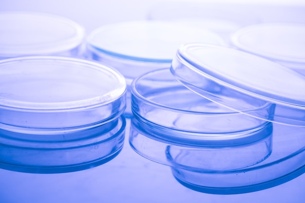 Petri dishes in laboratory blue light close up