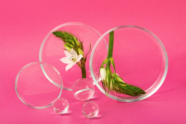 Petri dishes staying on the pink backgrounds with flower branch inside.Glass balls near it.Concept of the research and creating cosmetics.