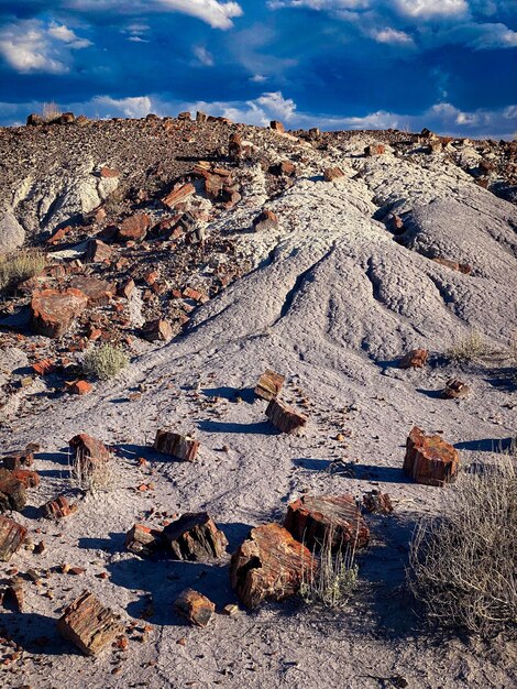 Petrified forest national park