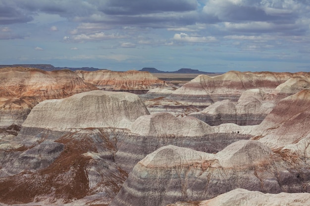 Petrified forest