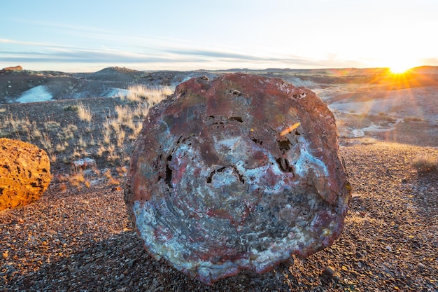 Petrified forest