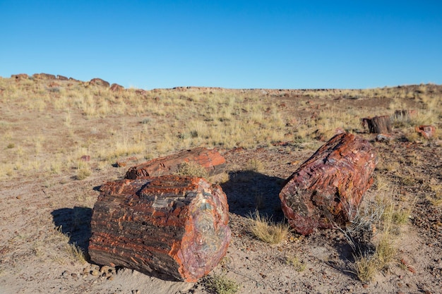 Petrified forest