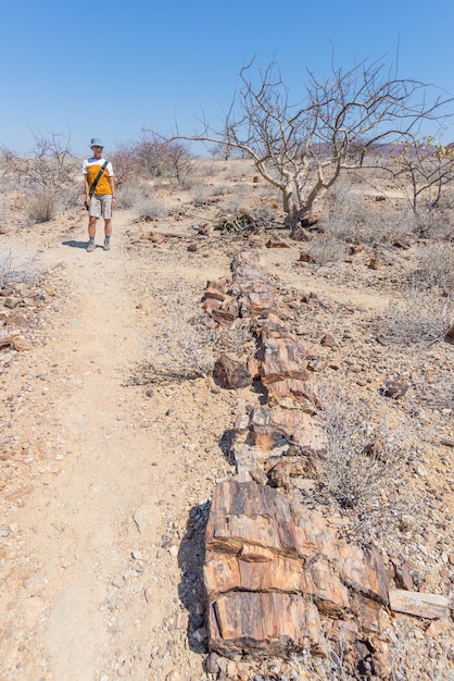 Petrified and mineralized tree trunk. Tourist in the famous Petrified Forest National Park at Khorixas, Namibia, Africa. 280 million years old woodland, climate change concept