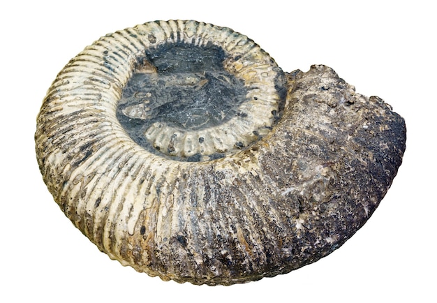 Petrified shell of an extinct paleozoic ammonite mollusc isolated on white background