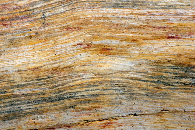 Petrified teak wood, fossil texture in shallow focus, natural background