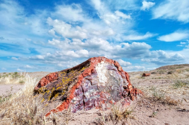 Petrified trees within the Petrified Forest National Park show their rainbow hues which have turned completely into stone during the last 225 million years