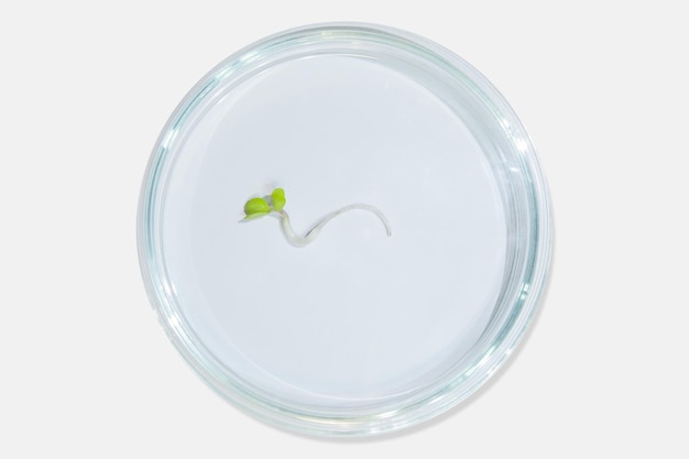 Petrischaal laboratoriumglaswerk met plantenspruiten Op een lichte achtergrond Greens spruiten onderzoek