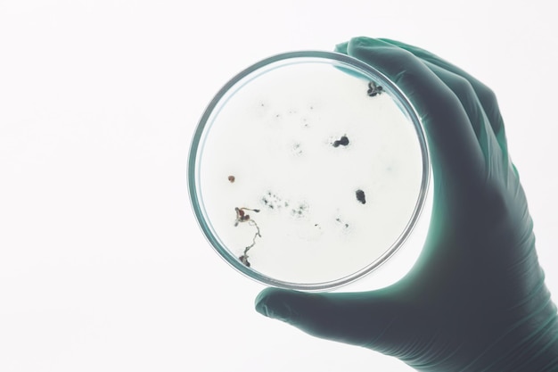 Petrischaaltje met bacteriecellen tegen licht houden