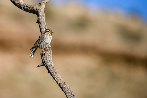 Petronia petronia De brulaapmus is een zangvogel uit de familie Passeridae