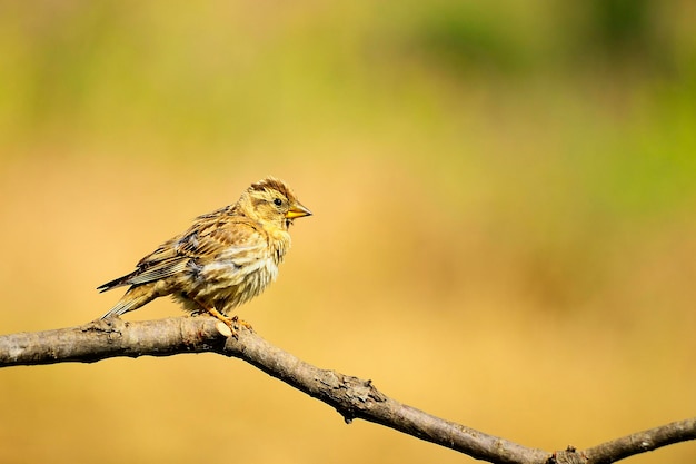 Petronia petronia - The howler sparrow is a species of passerine bird in the Passeridae family. 