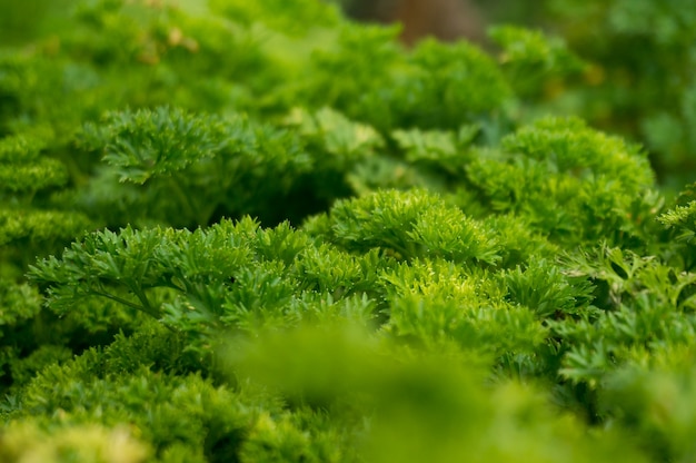 Petroselinum crispum - Fresh curly parsley on the ground close-up in garden