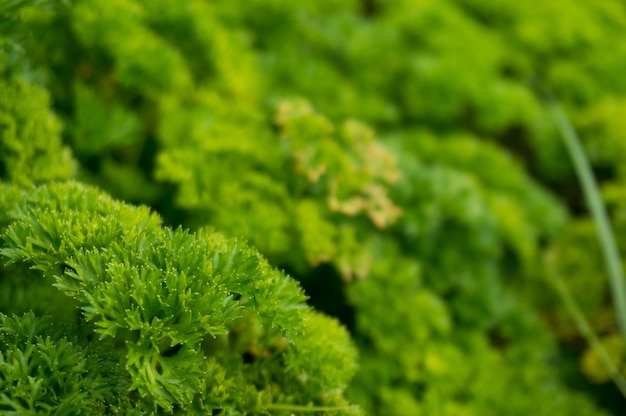 Petroselinum crispum - Fresh curly parsley on the ground close-up in garden