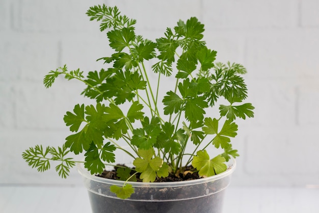 Petroselinum crispum in pot met witte achtergrond