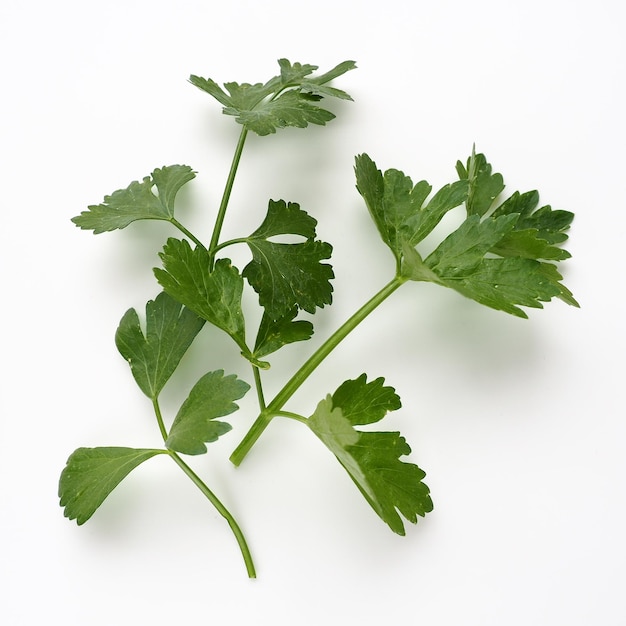 Petroselinum crispum, one- to two-year-old plant umbrella family Umbelliferae. Celery odorous