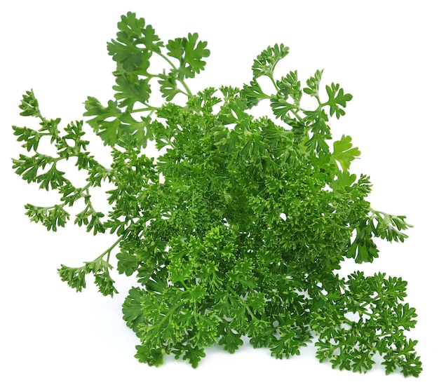 Petroselinum crispum or parsley over white background