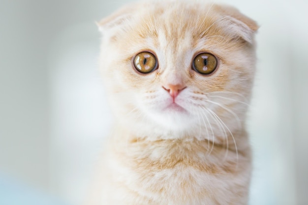 pets, animals and cats concept - close up of scottish fold kitten