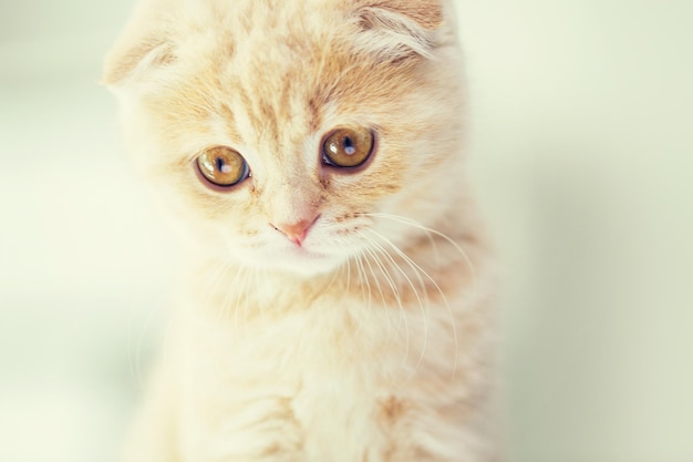 pets, animals and cats concept - close up of scottish fold kitten